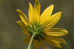Narrow-leaf sunflower